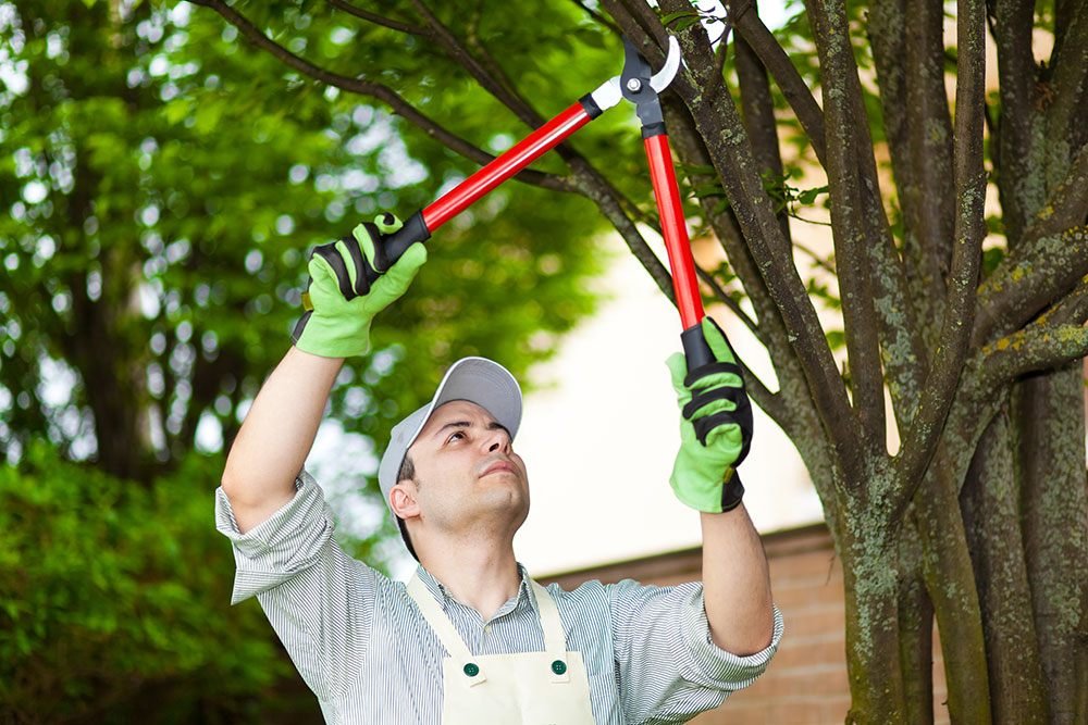 A man with hedge trimmers trimming a tree